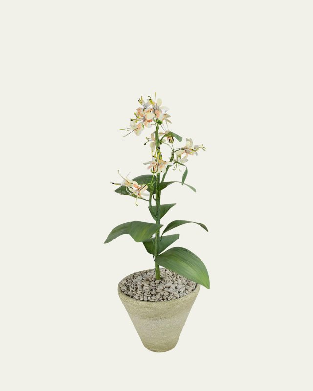 Honeysuckle June Birth Flower in White Terracotta Pot